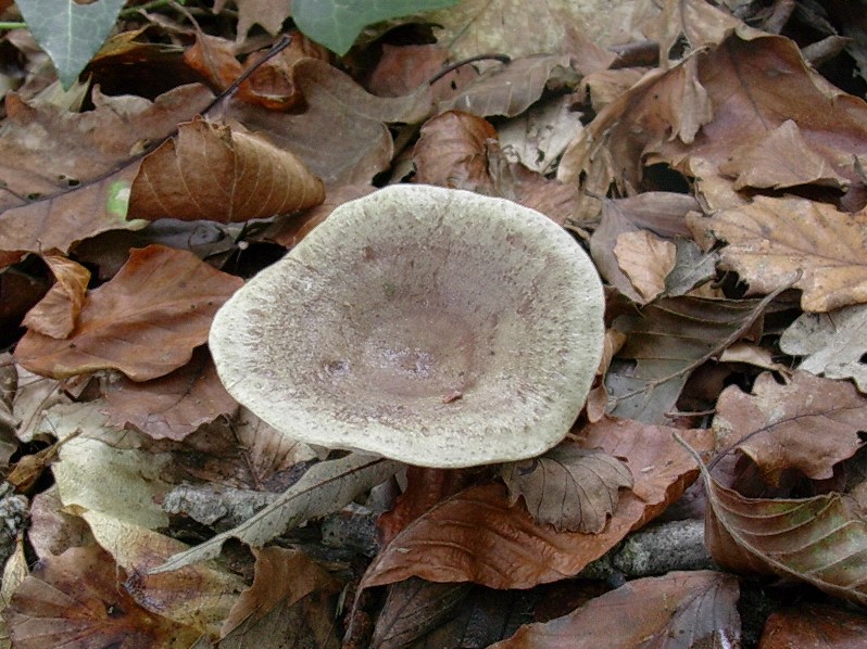 484 Novembre vecchio ritrovamento